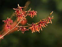 Hamamelis Danny 2016 01 23 9156